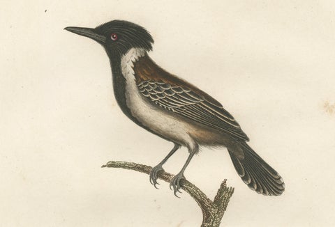 1807 Eastern Kingbird Illustration - 'Le Tyran à huppe noire' Handcolored Print, close-up 2