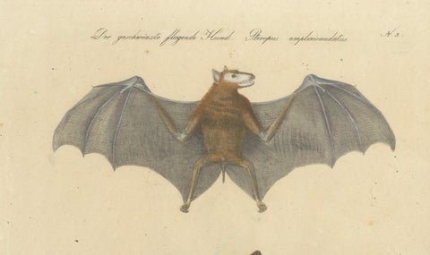 Antique Flying Fox Bat Lithograph by Karl Joseph Brodtmann, 1816, close-up 2
