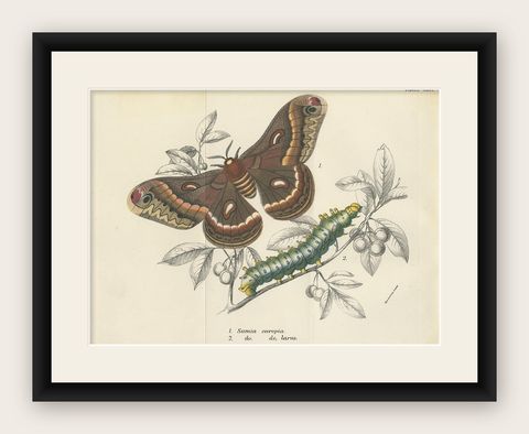 Antique Print of the Cecropia Moth by Lloyd 'circa 1897', shown framed