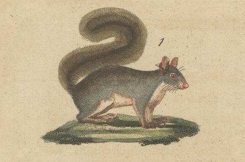 Antique Hand-Colored Engraving of Squirrels and Rodents, Quadrupeds - circa 1800, close-up 1