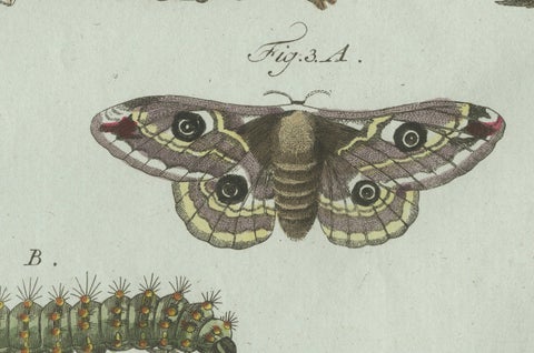 Original Antique Print of Three Moths and Metamorphosis by Bertuch, c. 1800, close-up 6
