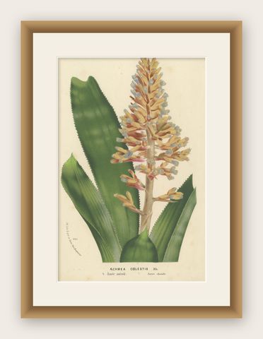 Blue-Flowered Aechmea Botanical Illustration by Louis van Houtte, 19th Century, shown framed