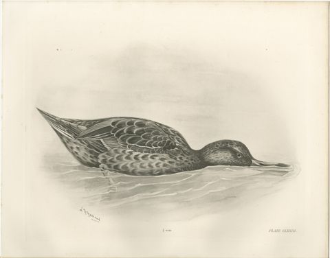 Duck Feeding, Antique Bird Print after Lilian Medland, circa 1909, view 2