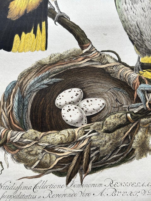 Eurasian Golden Oriole with Nest, Antique Bird Engraving, Nozeman & Sepp 1770, view 4