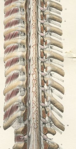 Brain and Spinal Cord with the Spinal Nerves, Hirschfeld Folding Plate, 1866, view 6