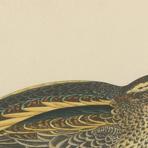 Original Antique Bird Print of a Jack Snipe, close-up 1