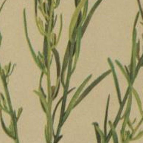 Antique Botany Print of the Alpine Bastard Toadflax by Palla, 1897, close-up 2