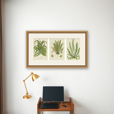 European Quillwort, Creeping Pillwort and Shoreweed, Botanical Triptych, 1873, shown framed on a wall
