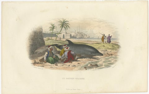 Le Dauphin Vulgaire (Common Dolphin), Hand-Colored Engraving, 1840, view 2