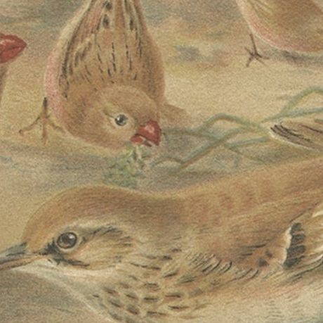 Authentic Chromolithograph depicting a Desert Finch and Desert Lark, 1895, close-up 2