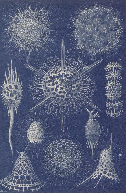 Radiolarians, Blue Scientific Natural History Plate from Lydekker, 1896, close-up 1