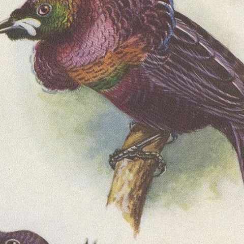 Antique Print of the Mrs Reichenow's Bird of Paradise and Others, 1950, close-up 2