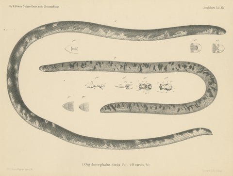 Antique Print of the African Giant Blind Snake, view 3