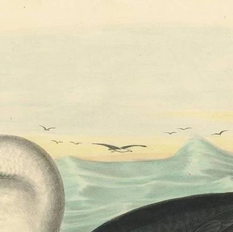 Antique Bird Print of a Yellow-Nosed Albatros Made After D.G. Elliot, 1869, close-up 1