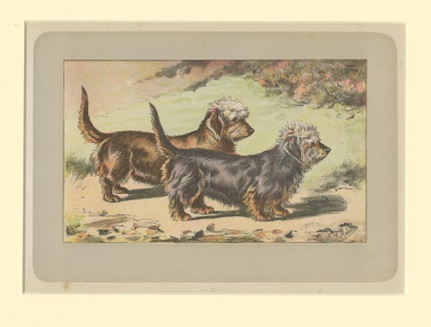 Antique Dog Print of the Dandie Dinmont Terrier, 1907, view 3