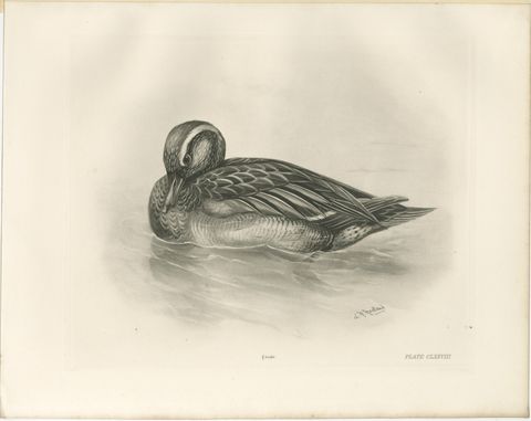 Duck Preening, Antique Bird Print after Lilian Medland, circa 1909, view 2