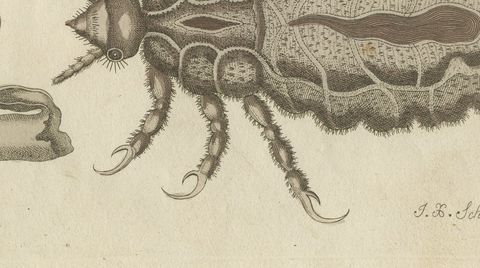 Flea and Louse Under the Microscope, Antique Bertuch Print, circa 1805, close-up 2