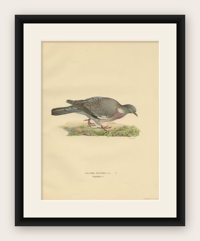 Antique Bird Print of the Common Wood Pigeon by Von Wright, 1929, shown framed