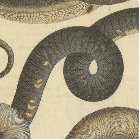 Antique Handcolored Engraving of Amphibious Eels and Snakes, c.180, close-up 6
