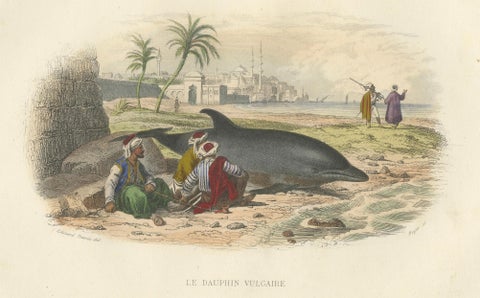 Le Dauphin Vulgaire (Common Dolphin), Hand-Colored Engraving, 1840, close-up 1