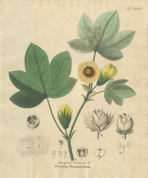 Antique Cotton Botanical Print, Gossypium Herbaceum, c.1831, close-up 1