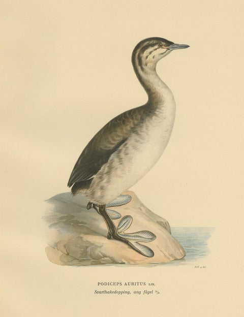 Antique Bird Print of a Young Horned Grebe by Von Wright '1929', view 3