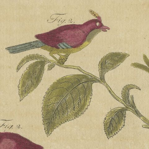 Exotic Finches and Hummingbird, Antique Bertuch Print, Vienna, circa 1805, close-up 3