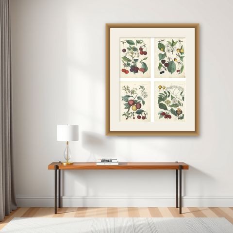 Antique Cherry Botanical Chromolithographs, Set of Four, Calwer 1854, shown framed on a wall