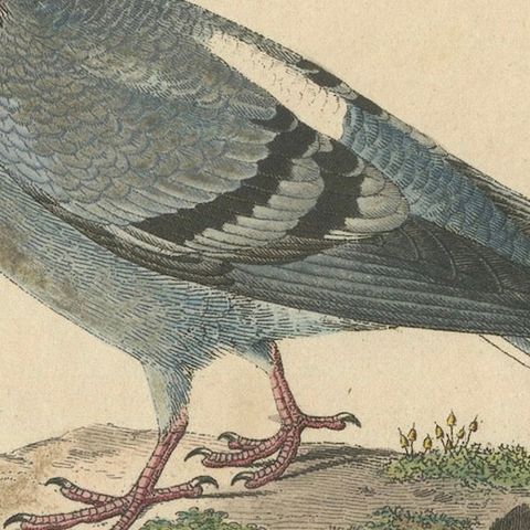 Franz Sturm's 1830 Illustration of the Adult Male Rock Dove (Columba livia), close-up 5