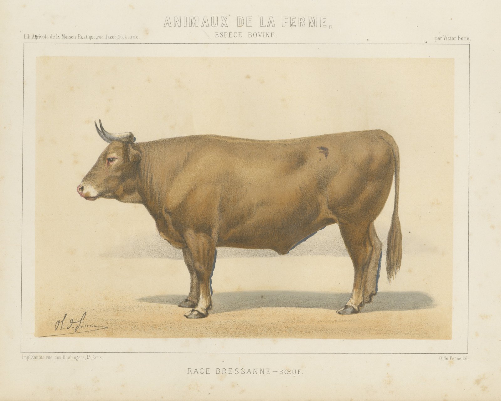 Bresse Ox, French Cattle Breed, Antique Chromolithograph by Borie, 1863