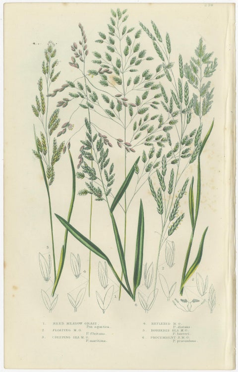 Horsetail Plants, Trio of Victorian Botanical Prints, 1873, view 2