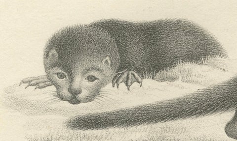 19th-Century Lithograph of a Skunk and European Otter in Exquisite Detail, close-up 5