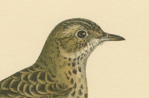 Anthus Pratensis - Hand-colored Meadow Pipit Lithograph, 1927, close-up 2