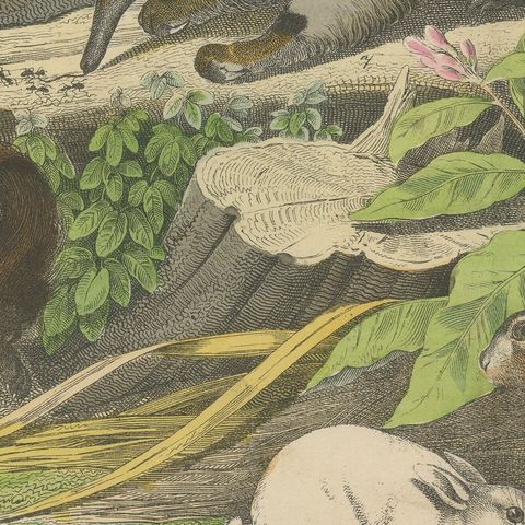 Antique Platypus, Anteater and Sloth Print with Pangolin, Kolb, circa 1890, close-up 6