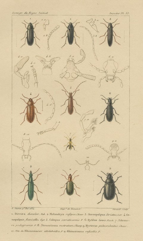 Original Antique Print of Various Beetles and Other Insects, 1834, close-up 1