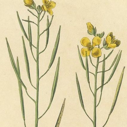 Antique Botany Print of Diplotaxis Tenuifolia by Curtis 'circa 1817', close-up 1