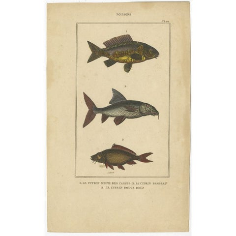 Antique Print of the Barbel Fish and other Fish Species, 1844, view 2