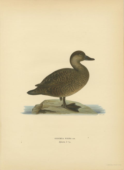 Antique Scandinavian Bird Lithographs, Velvet Scoter Ducks, Svenska Fåglar 1929, view 4