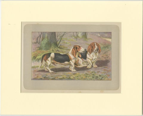Antique Dog Print of the Basset Hound, view 2