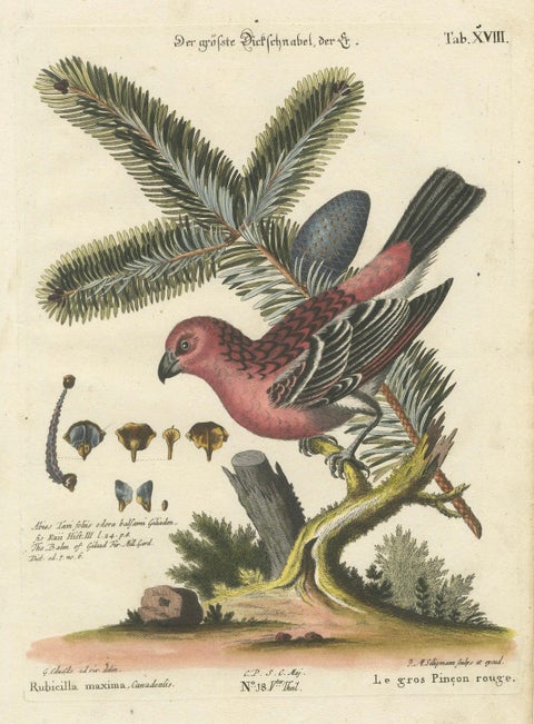 Hand-Colored Engraving of the Great Red Finch by Johann Michael Seligmann, 1770, close-up 5
