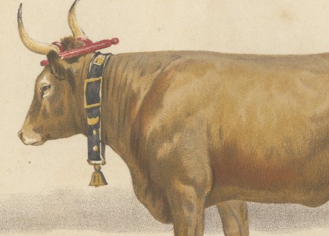 Béarnaise Cow with Bell Collar, French Cattle Chromolithograph, 1863, close-up 1