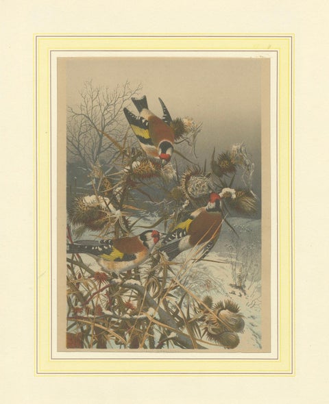 European Goldfinches in Winter: An 1879 Lithograph, close-up 6
