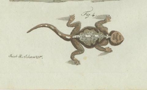 Original Antique Print of Four Exotic Lizards by Bertuch, 1802, close-up 2