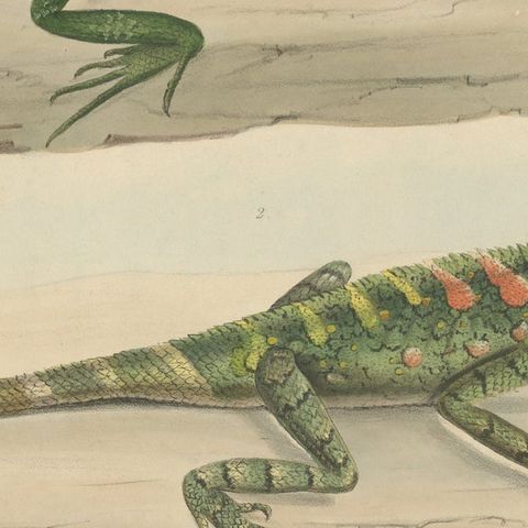 Antique Herpetological Print: Illustration of Green Crested Lizards, 1837, close-up 6