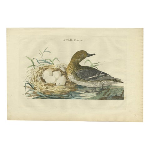 Eurasian Teal (Anas crecca), Female with Nest and Eggs, Nozeman & Sepp, 1789