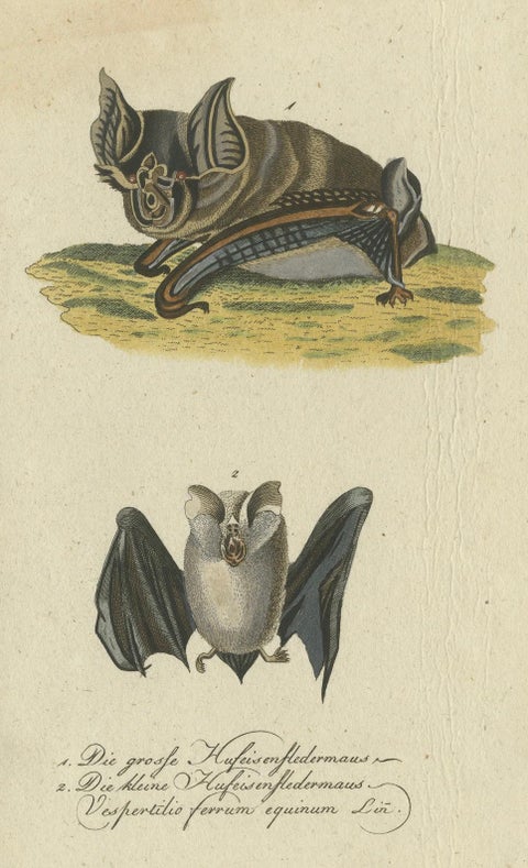 Whispers of the Night: Anatomical Elegance of Horseshoe Bats, 1775, close-up 1