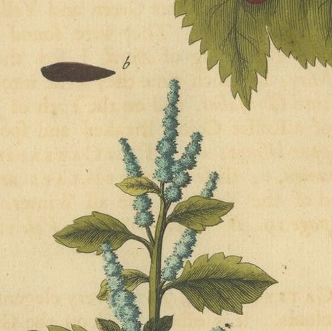 English Moths and Caterpillars on Hawthorn & Flowering Plant, Antique Print 1720, close-up 2