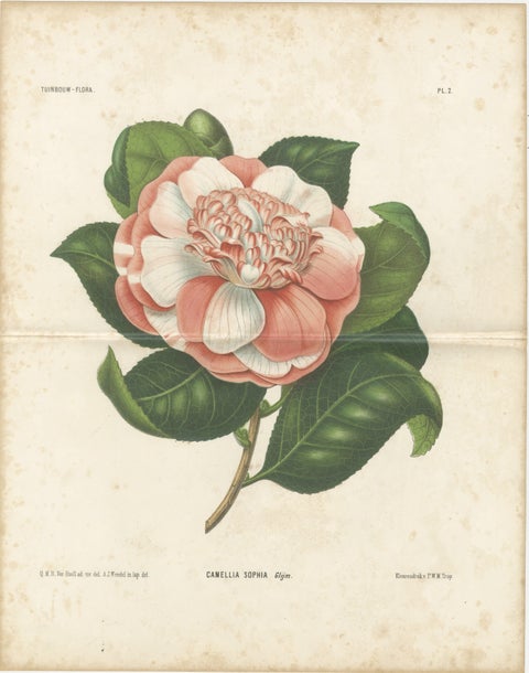 Antique Botanical Lithograph, Camellia Sophia, de Vriese, 1856, view 2