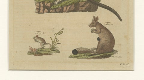 Antique Kangaroo, Wallaby & Hopping Mammals Engraving, Bertuch, c. 1795, close-up 4