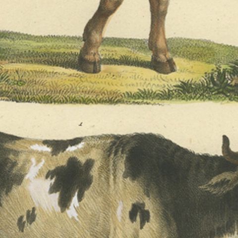 Antique Hand Colored Print of a European Bull and Cow, close-up 2